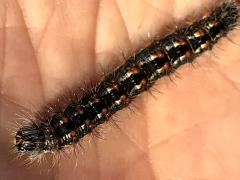 (Henry's Marsh Moth) caterpillar