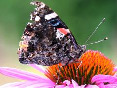 (Red Admiral) ventral