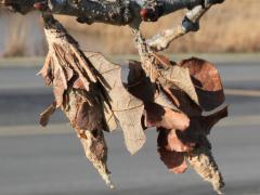 (Evergreen Bagworm) on Bur Oak