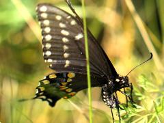 (Black Swallowtail) female ovipositing on Queen Anne's Lace