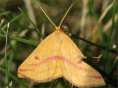 (Chickweed Moth) male