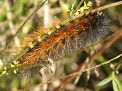 (Salt Marsh Moth) caterpillar