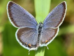 (Eastern Tailed Blue) upperside (Eastern Tailed Blue) upperside