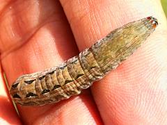 (Spodoptera Armyworm Moth) caterpillar