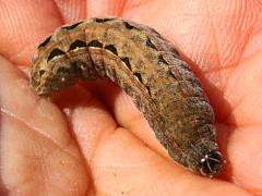 (Spodoptera Armyworm Moth) caterpillar frontal