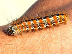 (Henry's Marsh Moth) caterpillar