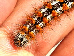 (Henry's Marsh Moth) caterpillar head