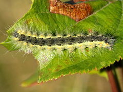 (Common Buckthorn) Fall Webworm Moth caterpillar on Common Buckthorn