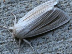 (Henry's Marsh Moth) dorsal