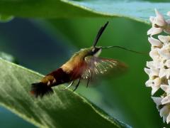(Hummingbird Clearwing) hovering on Common Milkweed