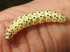 (Carrot Seed Moth) caterpillar