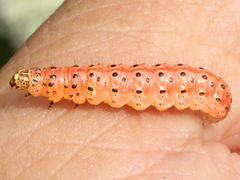 (Carrot Seed Moth) caterpillar prepupal