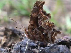 (Eastern Comma) ventral