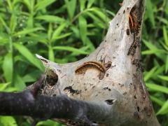 (Eastern Tent Caterpillar) nest