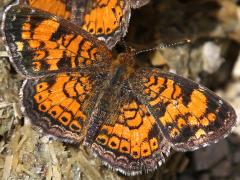 (Pearl Crescent) male puddling