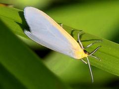 (Dogbane Tiger Moth) lateral