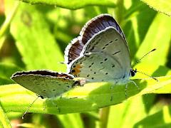 (Eastern Tailed Blue) mating (Eastern Tailed Blue) mating