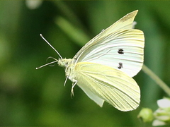 (Cabbage White) female flying