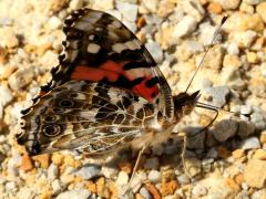 (Painted Lady) ventral puddling