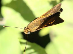 (Silver-spotted Skipper) flying