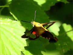 (Hummingbird Clearwing) hovers