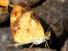 (Pearl Crescent) male puddling ventral