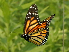 (Monarch) female flapping