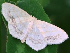 (Large Lace-border Moth) female