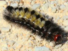 (Virginia Ctenuchid Moth) caterpillar