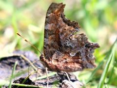 (Eastern Comma) ventral