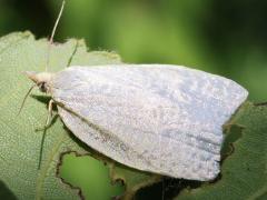 (Maple-Basswood Leafroller Moth) lateral
