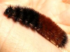 (Isabella Tiger Moth) caterpillar hand