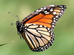 (Monarch) male flying ventral