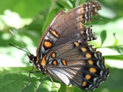 (Red-spotted Purple) ventral