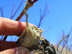 (Red-osier Dogwood) Polyphemus Moth cocoon on Red-osier Dogwood