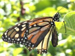 (Monarch) female divot