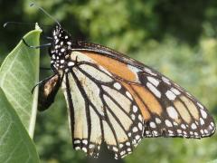 (Monarch) female oviposits