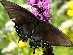 (Tiger Swallowtail) female dark form