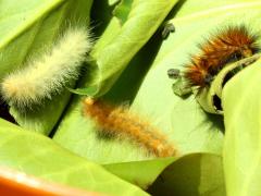 (Virginian Tiger Moth) caterpillars trio