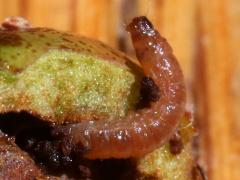 Codling Moth larva head on Cockspur Hawthorn