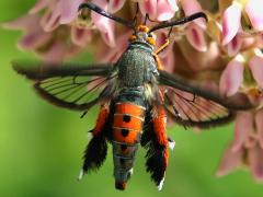 (Squash Vine Borer Moth) hovering dorsal