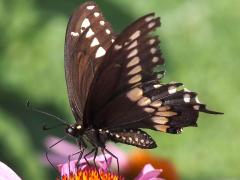 (Black Swallowtail) male ventral