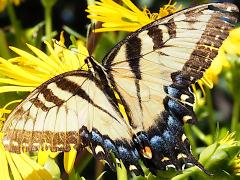 (Tiger Swallowtail) female dorsal