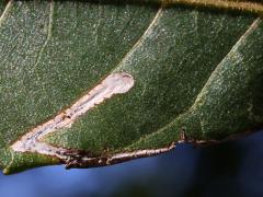 (Walnut Leafminer Moth) mine on Black Walnut