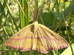 (Chickweed Moth) male dorsal