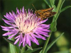 (Peck's Skipper) on Spotted Knapweed