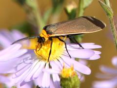 (Yellow-collared Scape Moth) lateral