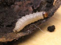 (Acorn Moth) caterpillar
