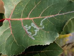 (Aspen Serpentine Leafminer Moth) serpentine mine on Cottonwood