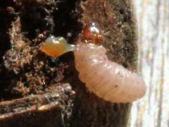 (Acorn Moth) on Bur Oak